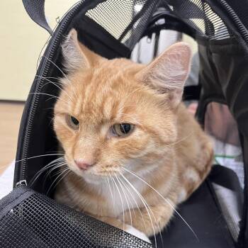 "Boots" -  Domestic Short Hair Cat for Adoption in Lyndhurst, Virginia - "Boots" | PetCurious