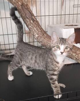 ZODIE -  Domestic Short Hair Cat for Adoption in Olympia, Washington - ZODIE | PetCurious