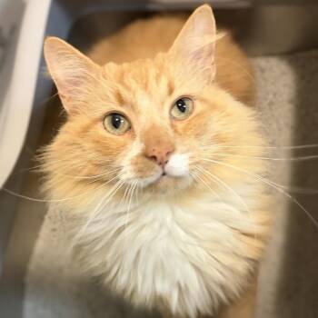 Fluff -  Domestic Medium Hair Cat for Adoption - Fluff | PetCurious