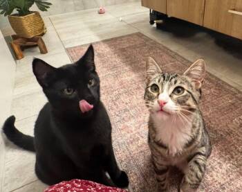 Rescue Domestic Short Hair Cats for Adoption in Seattle, Washington - Pip And Victoria | PetCurious