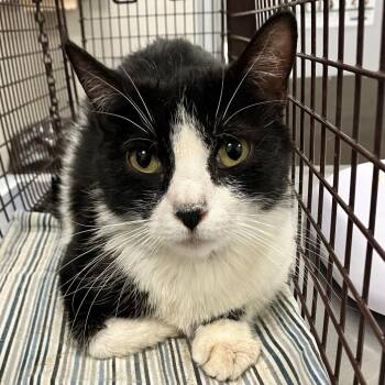 Domestic Short Hair Cats Available for Adoption in Las Cruces, New Mexico - Lillybug | PetCurious