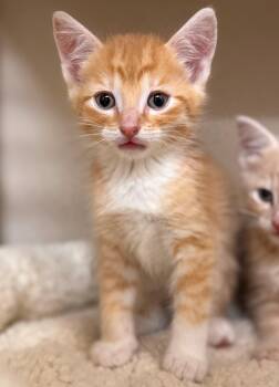 Domestic Short Hair Cats Available for Adoption in Hackensack, Minnesota - Ritz | PetCurious