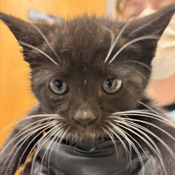 Domestic Short Hair Cats Available for Adoption in Philadelphia, Pennsylvania - Arthur | PetCurious