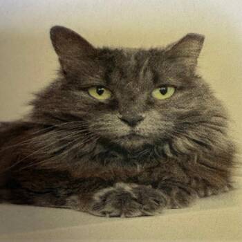 Kyla -  Domestic Long Hair Cat for Adoption in Casa Grande, Arizona - Kyla | PetCurious