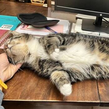 Rescue Domestic Short Hair Cats for Adoption in Melrose, Massachusetts - Big Show | PetCurious