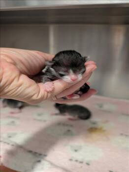 A656298 -  Domestic Short Hair Cat for Adoption in Houston, Texas - A656298 | PetCurious