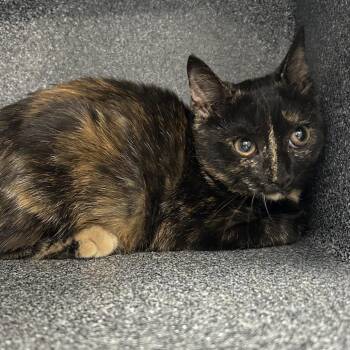 Sombra -  Domestic Short Hair Cat for Adoption in Newark, New Jersey - Sombra | PetCurious