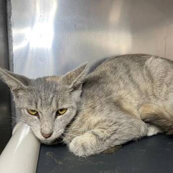 Sawyer -  Domestic Short Hair Cat for Adoption in Roanoke, Virginia - Sawyer | PetCurious
