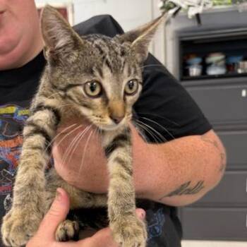 Jude-C -  Domestic Short Hair Cat for Adoption in East St. Louis, Illinois - Jude-C | PetCurious