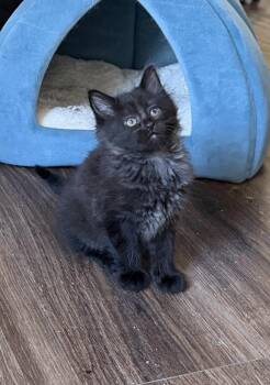 Rascal -  Domestic Long Hair Cat Available for Adoption in Richardson, Texas - Rascal | PetCurious
