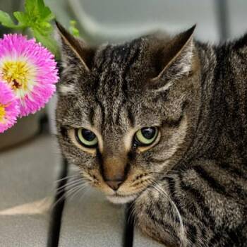 Domestic Short Hair Cats Available for Adoption in Camano, Washington - Ginger | PetCurious