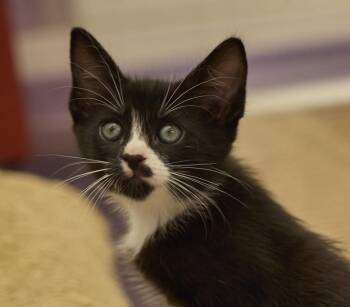 Cameo -  Domestic Short Hair Cat for Adoption in Santa Barbara, California - Cameo | PetCurious