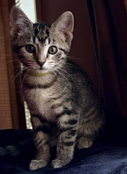 Ivy -  Domestic Short Hair Cat for Adoption in Urbandale, Iowa - Ivy | PetCurious