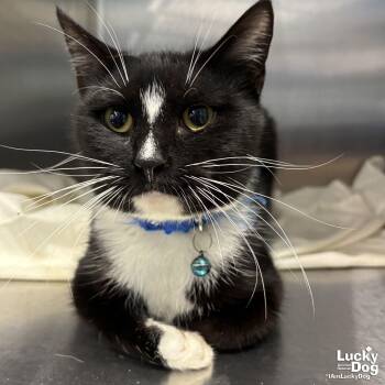 Domestic Short Hair Cats Available for Adoption - Davon | PetCurious