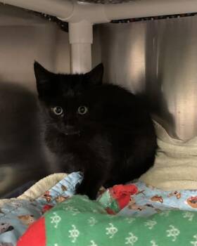 Crackle -  Domestic Short Hair Cat for Adoption in Santa Rosa, California - Crackle | PetCurious