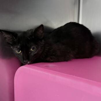 Domestic Short Hair Cats Available for Adoption in Titusville, Florida - Firecracker | PetCurious