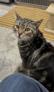 Ripley -  Domestic Short Hair Cat for Adoption in South Kingstown, Rhode Island - Ripley | PetCurious