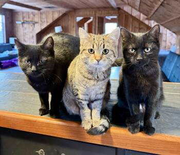 Jetta & Luna - Lovely 1 yr old Sisters -  Domestic Short Hair Cat for Adoption in Quentin, Pennsylvania - Jetta & Luna - Lovely 1 Yr Old Sisters | PetCurious