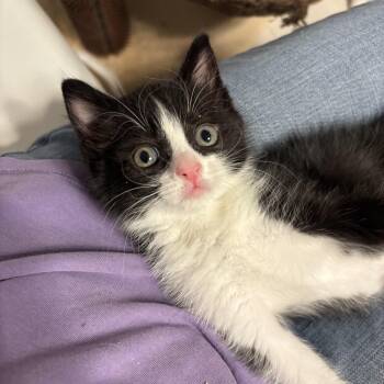 Strawberry Shortcake (Bonded to Stanley) -  Domestic Short Hair Cat for Adoption in Renton, Washington - Strawberry Shortcake (Bonded To Stanley) | PetCurious