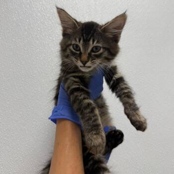 Fluffy Tabby -  Domestic Medium Hair Cat for Adoption in Sunnyvale, California - Fluffy Tabby | PetCurious