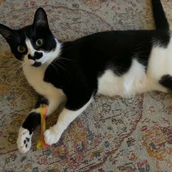 Jade -  Domestic Short Hair Cat for Adoption in Shakespeare, Ontario - Jade | PetCurious