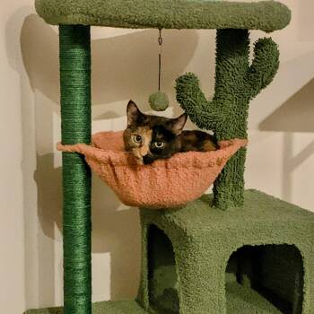 Domestic Short Hair Cats Available for Adoption in Tacoma, Washington - Cleo | PetCurious