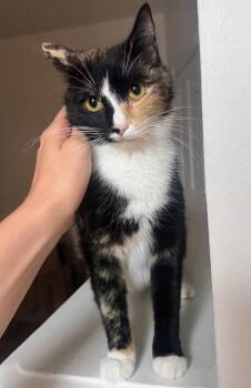 Winnie -  Domestic Short Hair Cat Available for Adoption in Reston, Virginia - Winnie | PetCurious
