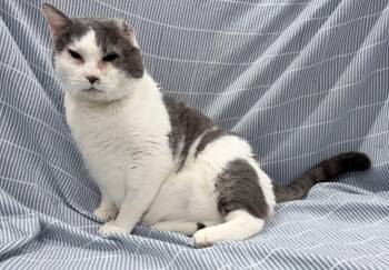 Domestic Short Hair Cats Available for Adoption in Brooks, Maine - Goliath | PetCurious