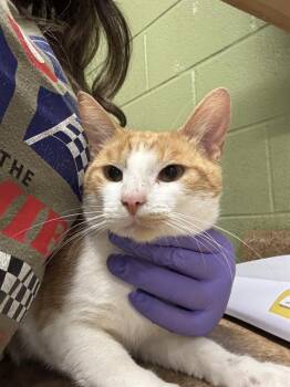 Rescue Domestic Short Hair Cats for Adoption in Indianapolis, Indiana - GARFIELD | PetCurious