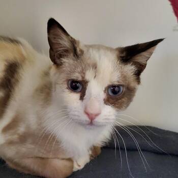 Domestic Short Hair Cats Available for Adoption in Phoenix, Arizona - Barbie | PetCurious