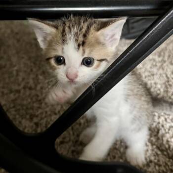 Venus -  Domestic Short Hair Cat for Adoption in Huntsville, Alabama - Venus | PetCurious