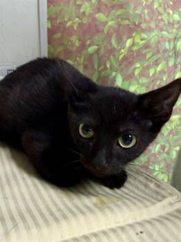 SHERLOCK -  Domestic Short Hair Cat for Adoption in San Antonio, Texas - SHERLOCK | PetCurious