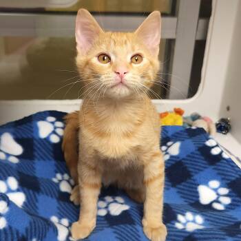Harvey -  Tabby Cat for Adoption in Marshfield, Wisconsin - Harvey | PetCurious