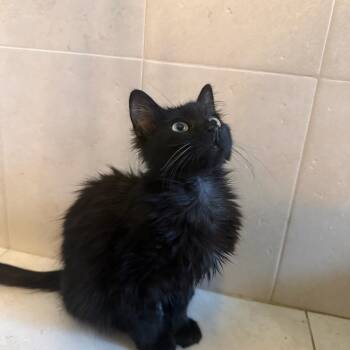 Kendall the Fluffy Princess -  Maine Coon and Domestic Long Hair Cat for Adoption in Boca Raton, Florida - Kendall The Fluffy Princess | PetCurious