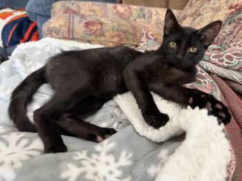 Miss Midnight -  Domestic Short Hair Cat for Adoption in Rosenberg, Texas - Miss Midnight | PetCurious