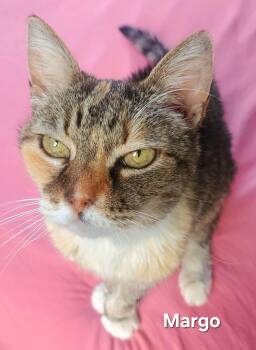 Domestic Short Hair Cats Available for Adoption - Margo | PetCurious