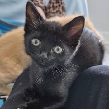 Derwin -  Domestic Short Hair Cat for Adoption in Greenville, South Carolina - Derwin | PetCurious