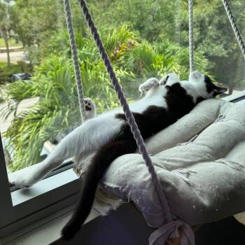 Anejo -  Domestic Short Hair Cat for Adoption in Jupiter, Florida - Anejo | PetCurious