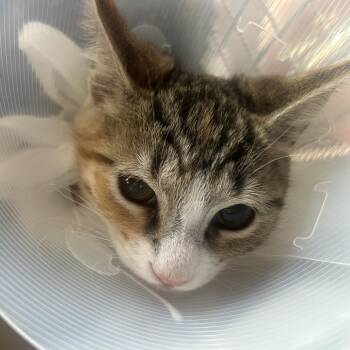 Pebbles -  Domestic Short Hair Cat for Adoption in Leander, Texas - Pebbles | PetCurious