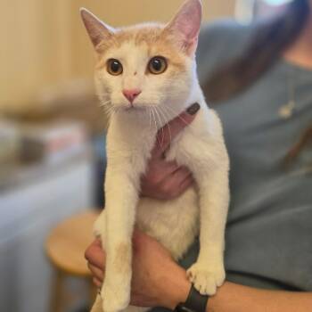 Domestic Short Hair Cats Available for Adoption in Corinth, Mississippi - Maverick | PetCurious