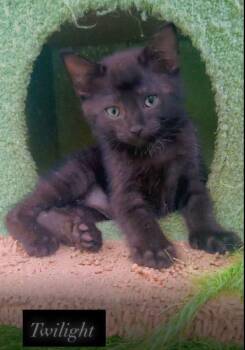Twilight PC -  Domestic Short Hair Cat for Adoption in Greenville, South Carolina - Twilight PC | PetCurious
