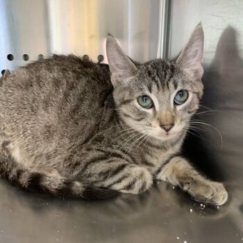 Rescue Domestic Short Hair Cats for Adoption in Washburn, Missouri - Aim | PetCurious