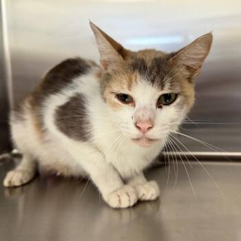 Zara -  Domestic Short Hair Cat Available for Adoption in Marshall, Texas - Zara | PetCurious