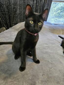 Rescue Domestic Short Hair Cats for Adoption in Houston, Texas - Cuddles | PetCurious