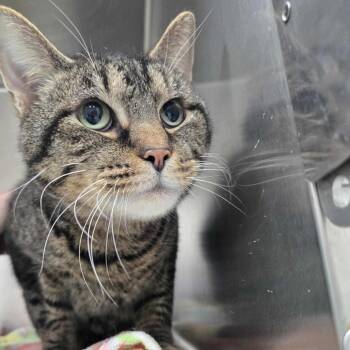 Rescue Domestic Short Hair Cats for Adoption in Martinsville, Indiana - Four | PetCurious