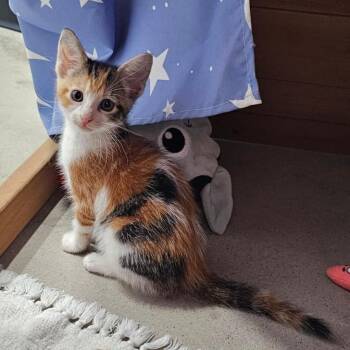 Jessie -  Domestic Short Hair Cat for Adoption in Harlingen, Texas - Jessie | PetCurious