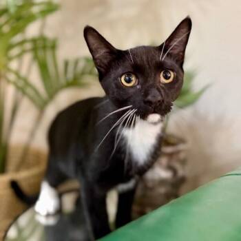 Jupiter Ring Tuxedo Jones -  Tuxedo and Domestic Short Hair Cat for Adoption in Friendswood, Texas - Jupiter Ring Tuxedo Jones | PetCurious