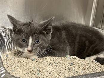 ATLAS -  Domestic Short Hair Cat for Adoption in Tustin, California - ATLAS | PetCurious