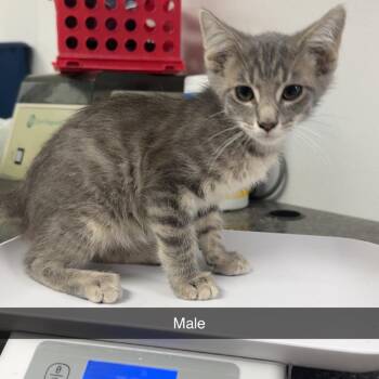 Kitten 3 -  Domestic Short Hair Cat for Adoption in Shelbyville, Illinois - Kitten 3 | PetCurious