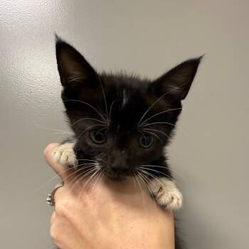 Spruce -  Domestic Short Hair Cat for Adoption in Sand Springs, Oklahoma - Spruce | PetCurious
